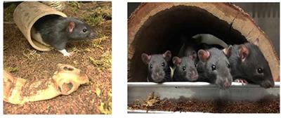 Enriched Environment Exposure Enhances Social Interactions and Oxytocin Responsiveness in Male Long-Evans Rats